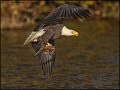 _1SB8477 bald eagle with fish